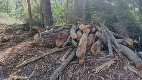 Denuncian la destrucción de un bosque en un espacio protegido de Cuenca