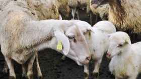 Corderos a precio de saldo: los ganaderos de Ciudad Real denuncian que se quieren aprovechar de ellos