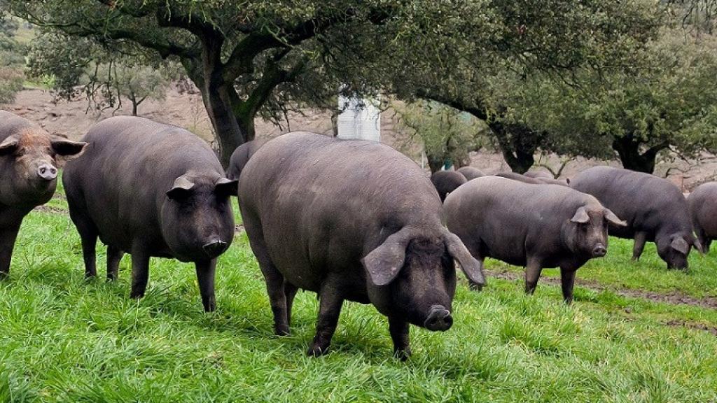 🐷 El Cerdo Ibérico Granja: un amigo especial que es un lujo para el corazón