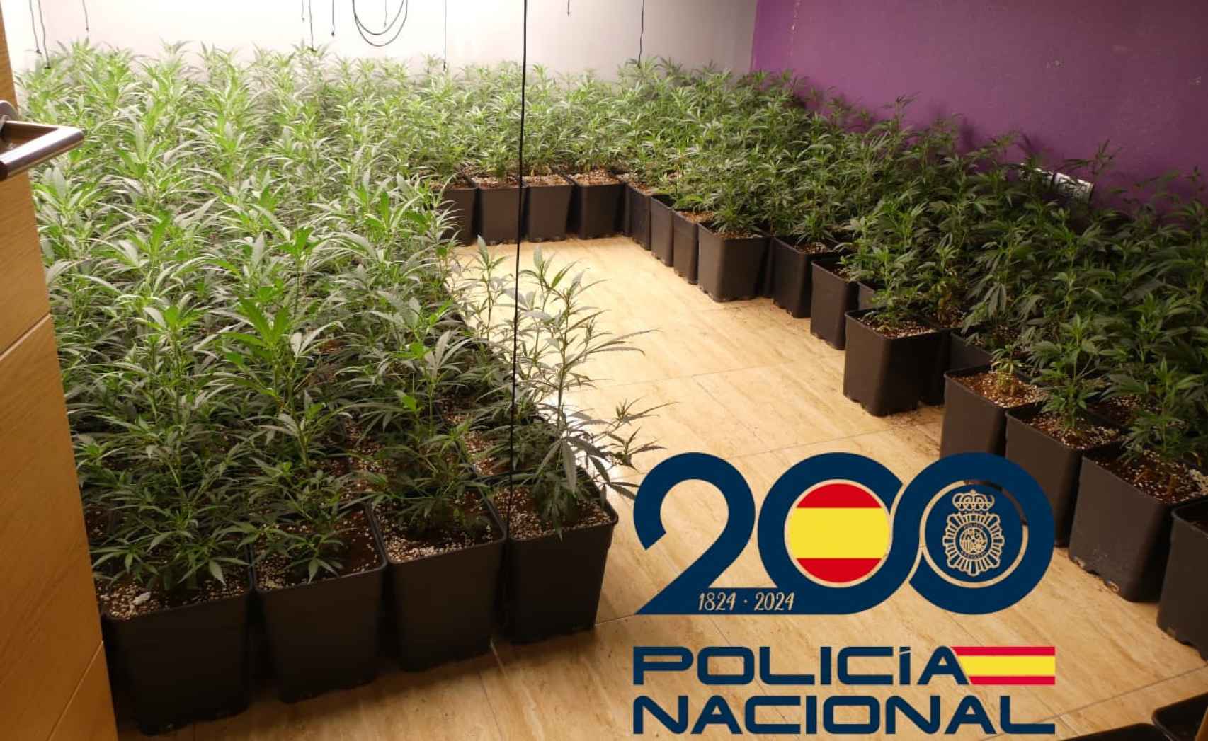 Plantaciones de cannabis localizadas por la Policía Nacional en siete localidades de Valladolid y Palencia