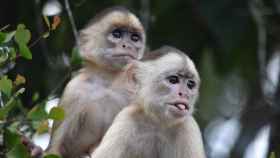 Capuchinos de frente blanca.