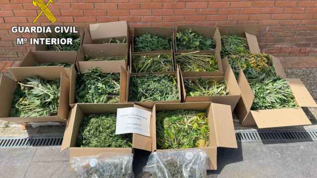 Cinco detenidos e incautadas 890 plantas de marihuana en dos pueblos de Guadalajara