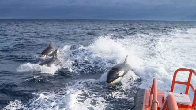Dos orcas persiguen un barco de Salvamento Marítimo en aguas españolas.
