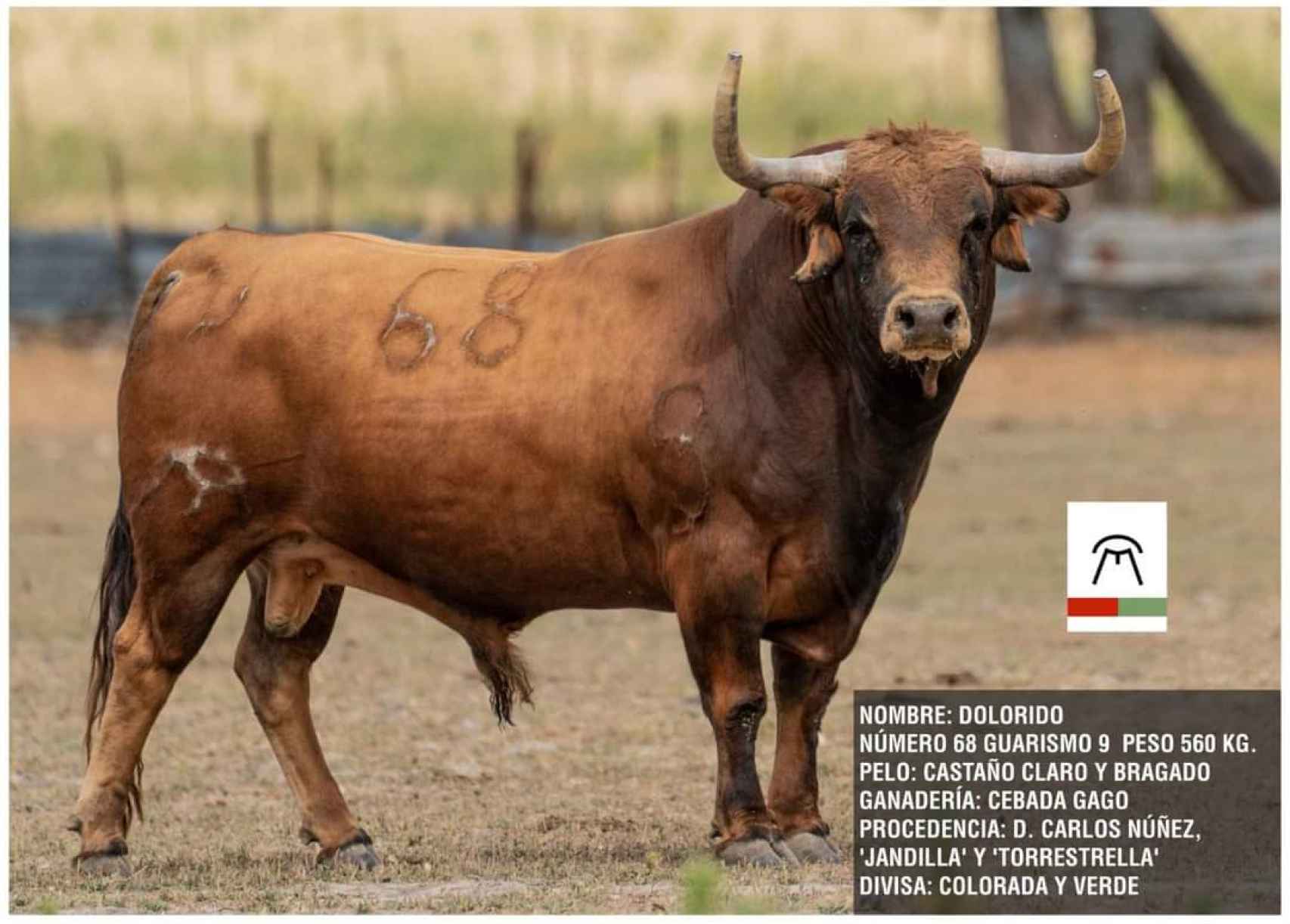 Dolorido, el Toro de la Feria 2023 de Medina del Campo