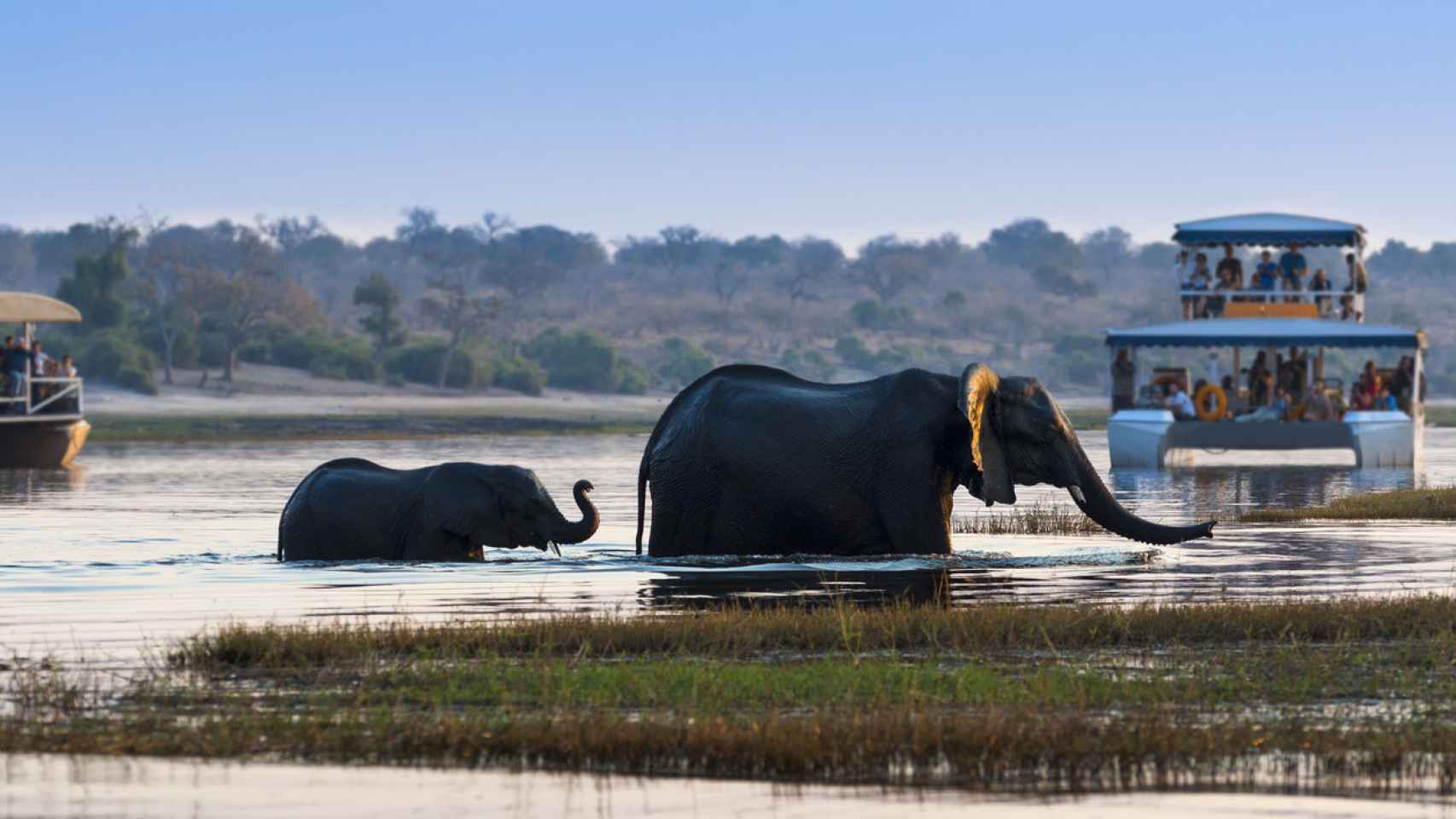 Elefante africano hembra y su cub cruzando el río Chobe en el Parque Nacional de Chobe con embarcaciones turísticas sobre el fondo.