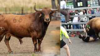 El toro Dolorido de 560 kilos cornea a un hombre en Medina del Campo