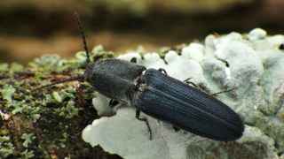 El cambio climático amenaza a los insectos de los bosques mediterráneos, según un estudio