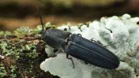 Ejemplar de escarabajo saproxílico, en imagen de archivo.