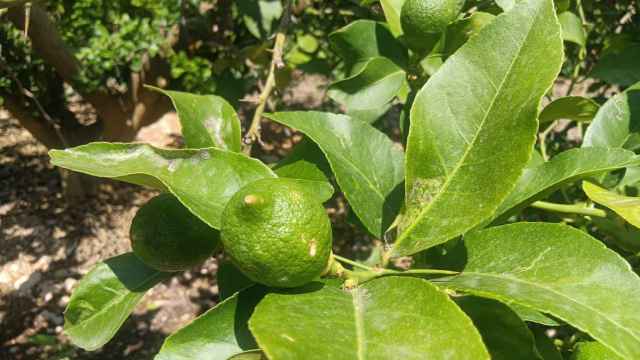 Daños en el limón de Orihuela tras la última DANA.