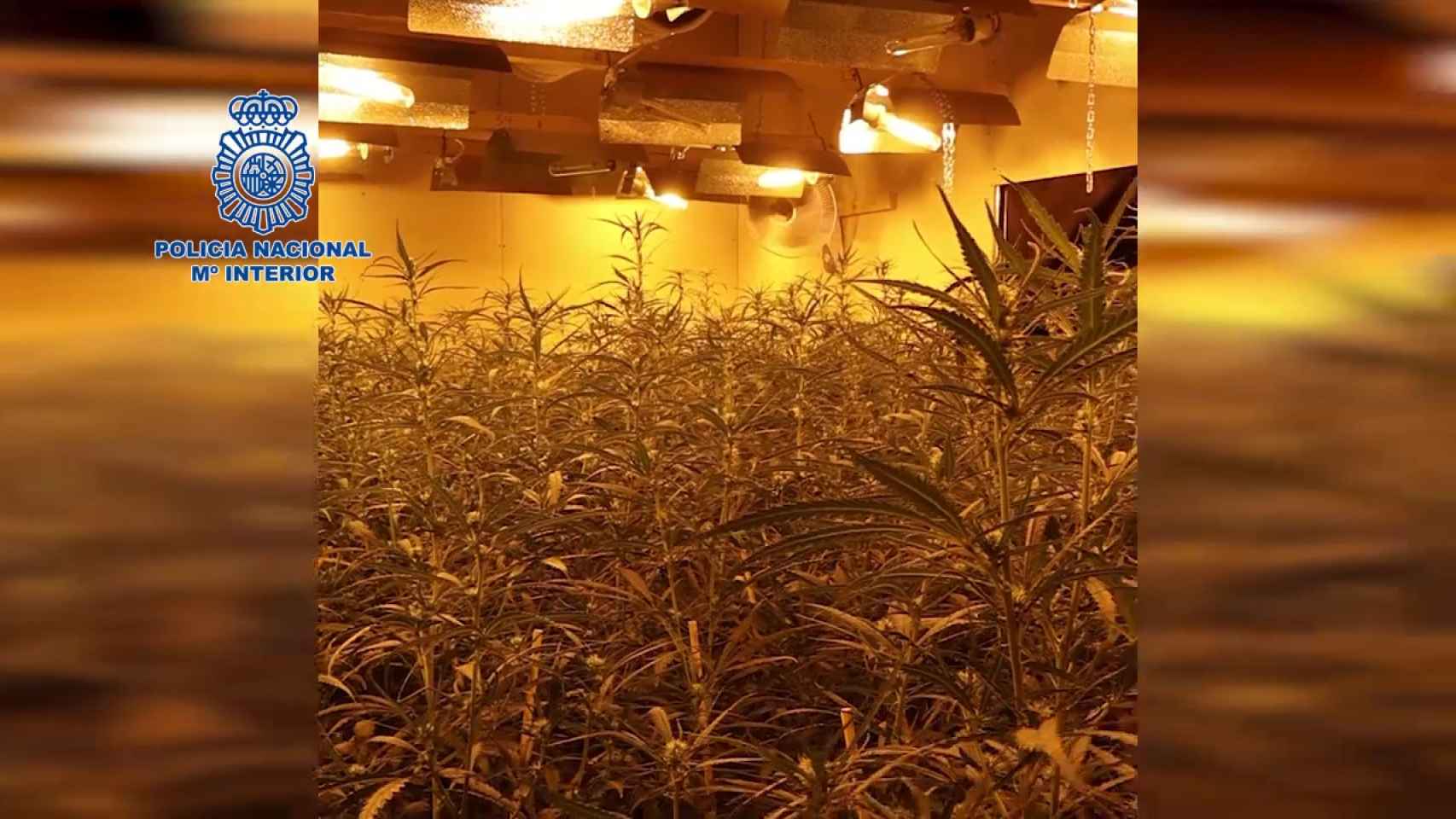 La Policía Nacional encuentra 4.000 plantas de marihuana bajo un comercio de colchones en Toledo
