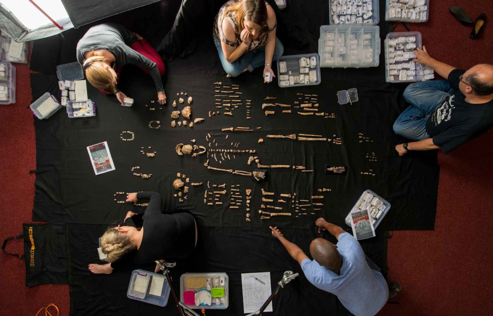 Imagen de los huesos de un 'Homo naledi' durante su estudio en la Universidad de Witwatersrand.