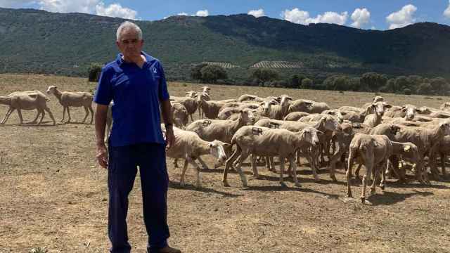 Eduardo, el pastor soriano atrapado con sus 1.000 ovejas en Ciudad Real