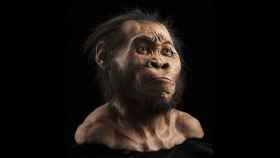 Reconstrucción de un 'Homo naledi', caracterizado por un mosaico de rasgos modernos y otros parecidos a los australopitecos. Foto:  Mark Thiessen / National Geographic