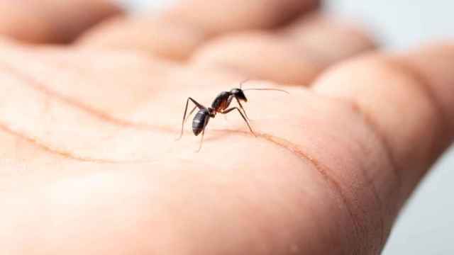 6 remedios caseros para acabar con las hormigas de tu casa.