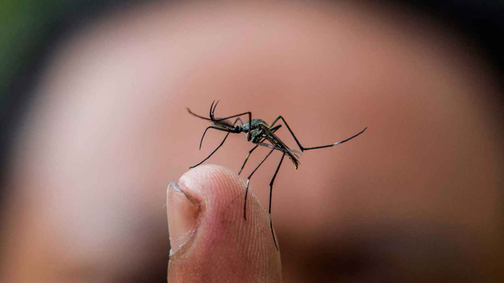 Los mosquitos son los principales vectores transmisores de la enfermedad.