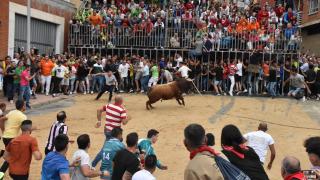 El Toro Enmaromado de Benavente no completa el recorrido: Rencoroso acaba en el cajón bajo la lluvia