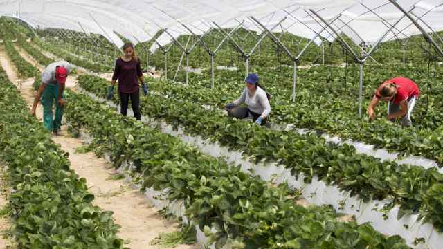 Invernaderos para producción de fresas en Solosancho