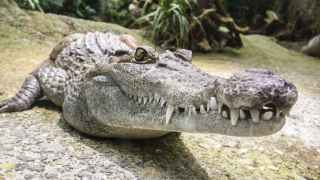 Registran el primer caso de un cocodrilo hembra que se quedó preñada sin ayuda de un macho