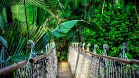 Puente en la Selva del Amazonas.