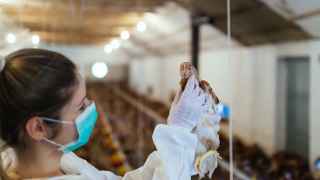 "Sin síntomas": así se encuentran las 10 personas en contacto con un brote de gripe aviar en la Comunitat