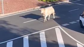 Una vaca deambula por las calles del polígono de Toledo