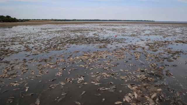Los miles de peces muertos tras el colapso de la presa Nova Kakhovka en Ucrania.