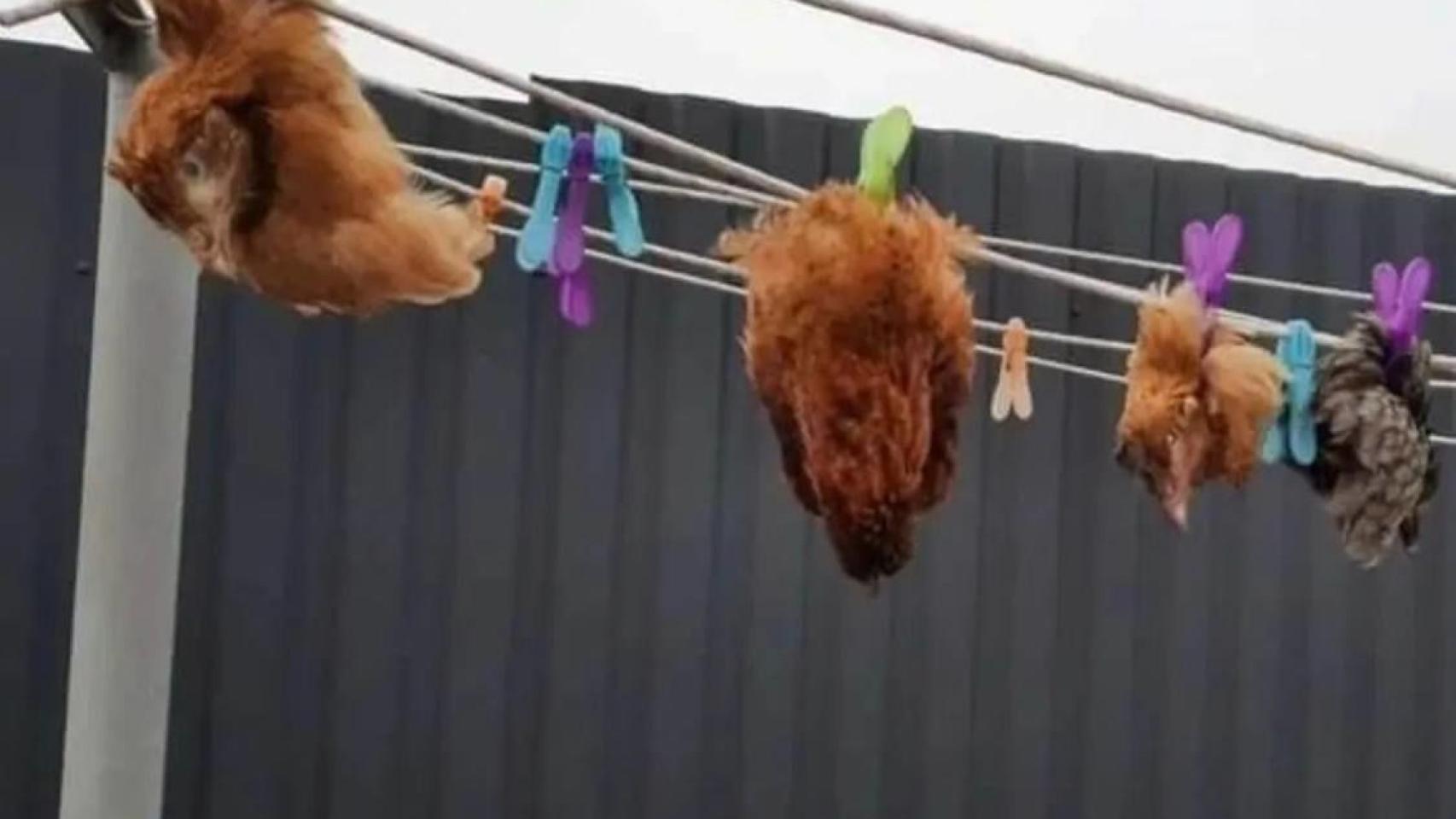 Image of chickens hung alive by the Russian Army on a clothesline in Borýspil.