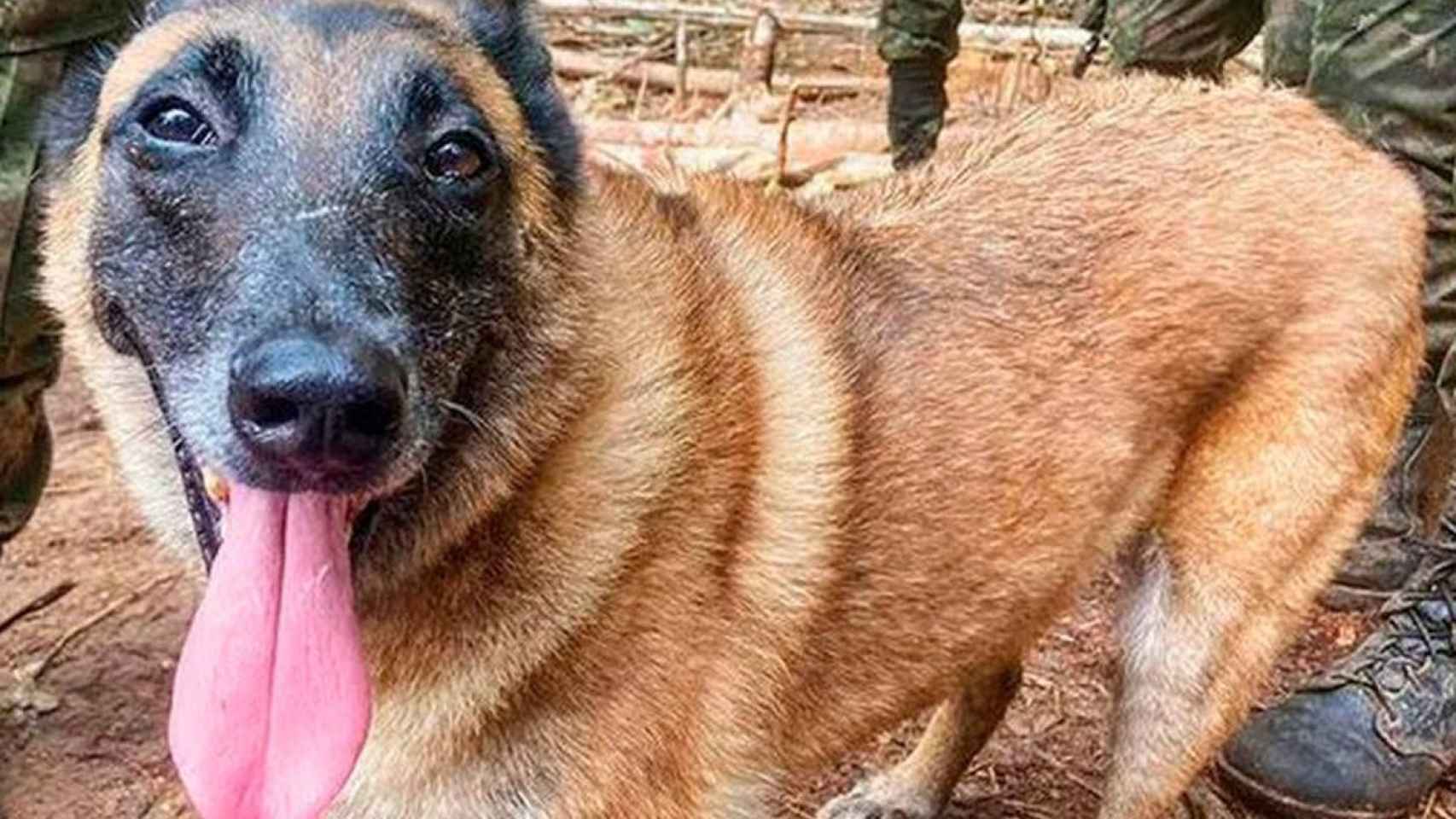 Wilson, el perro desaparecido tras rescatar a los cuatro hermanos de la selva de Colombia.
