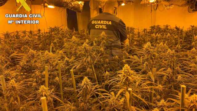 Plantación 'indoor' de marihuana desmantelada en Sancti Spiritus