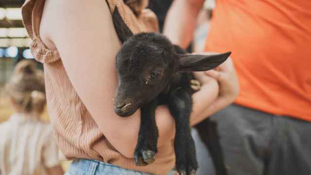 'Apicultor, pastor, biólogo o jinete: planes singulares con animales que puedes hacer en Madrid'