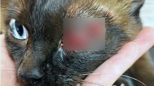 El gato sufrió graves heridas en la cabeza y en el ojo.