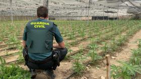 Plantaciones de marihuana: el fraude eléctrico que lleva a un nuevo nivel las amenazas a la seguridad