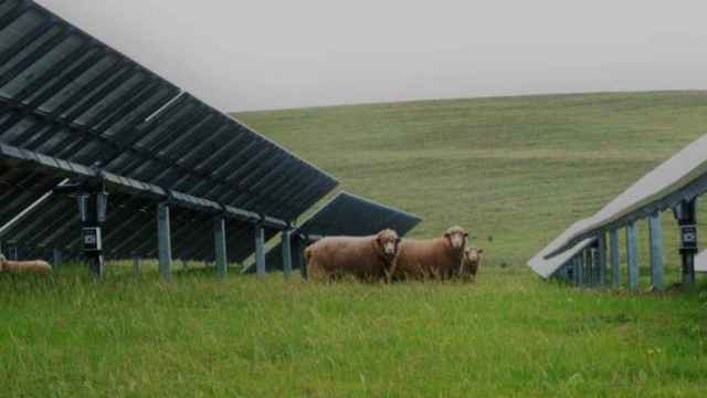 Recreación de ganadería extensiva aprovechando plantas fotovoltaicas. IMAGEN: CICYTEX.
