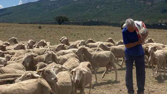Eduardo del Rincón con sus ovejas en Ciudad Real
