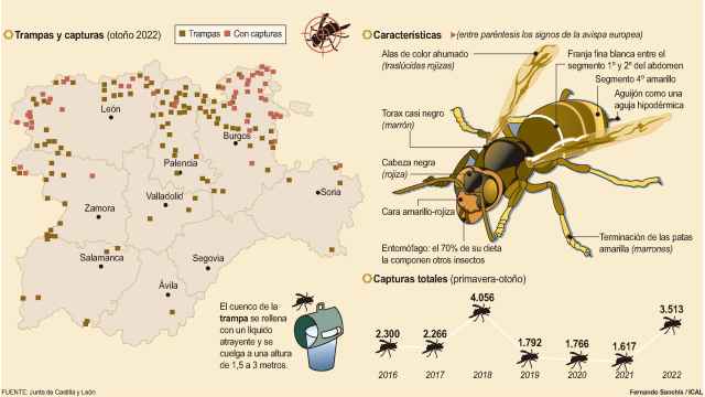 Cerco al avispón asiático en Castilla y León