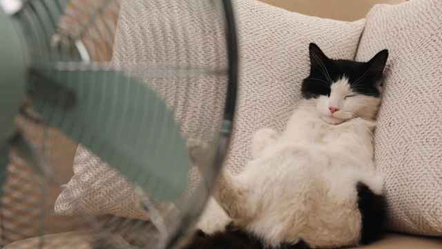 Imagen de archivo de un gato refrescándose con un ventilador.