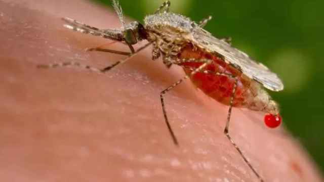 Mosquito anofeles, transmisor de la malaria.