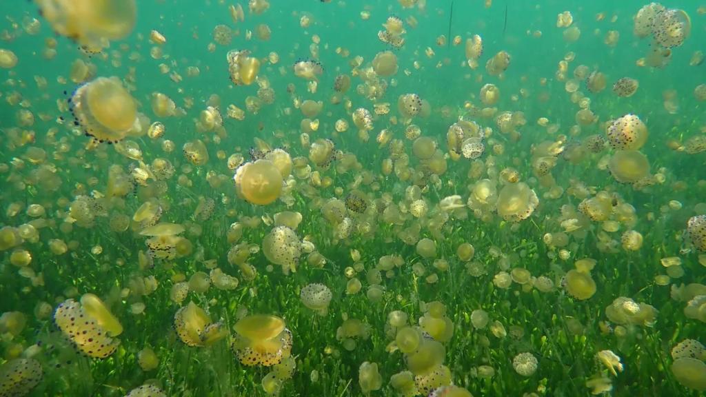 Alerta Por La Invasión De Medusas 'huevo Frito' En España: Esta Es La ...