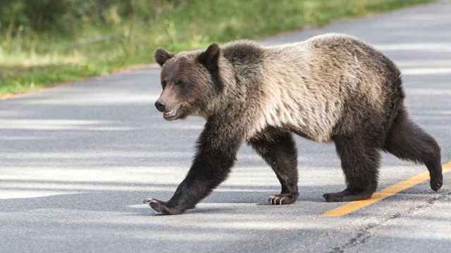 Un oso choca contra el coche de una familia que regresaba de pasar sus vacaciones en Huelva.
