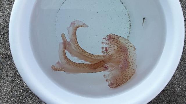 Medusa clavel (Pelagia noctiluca) en la playa de Sabinillas.