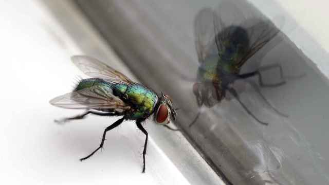 El truco viral para deshacerte de las moscas en casa de una vez por todas
