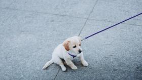 Estas son las razones por las que tu perro no quiere pasear