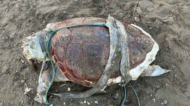 Un niño halla una tortuga boba muerta en una playa de La Cala del Moral (Málaga)