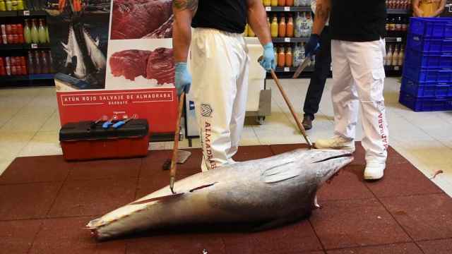Ronqueo del atún rojo de almadraba en el Hipercor de Arroyo de la Encomienda, Valladolid ‐ Hecho con Clipchamp