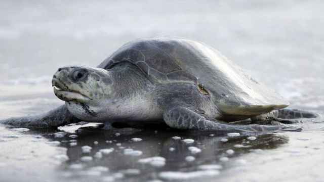Una tortuga saliendo del mar para ir a desovar, en imagen de archivo.