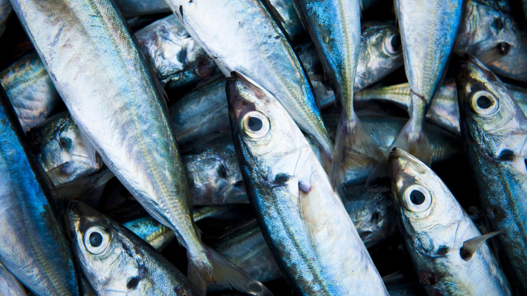 Así ayuda a reducir el riesgo cardiovascular el consumo de pescado azul
