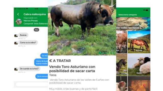 Vacapop, la aplicación para comprar y vender ganado.