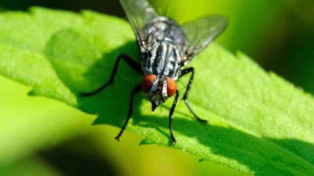 Imagen de archivo de una mosca negra sobre una hoja