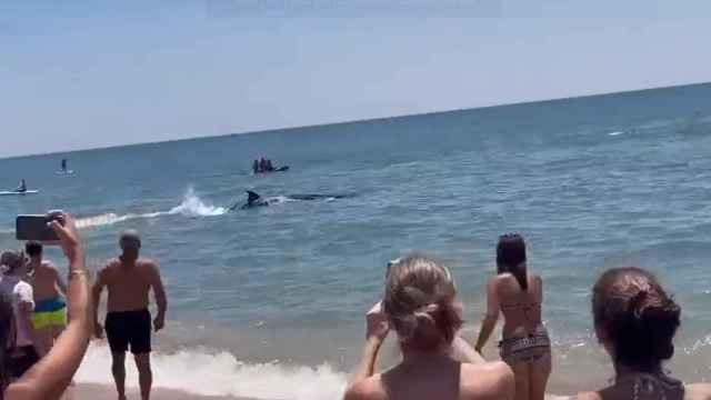 Susto en la playa de La Antilla en Huelva al ver una ballena nadando entre los bañistas