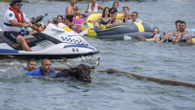 Varios mozos rescatan del agua a uno de los toros en los 'Bous a la mar' de Dénia, hace unos días.